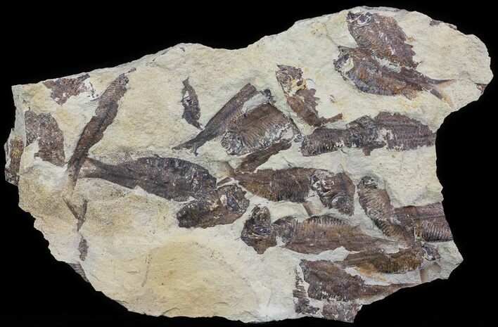 Fossil Fish (Gosiutichthys) Mortality Plate - Lake Gosiute #63964